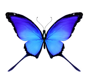 Color Morpho butterfly , isolated on the white background