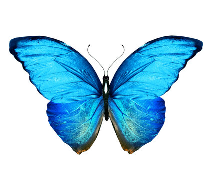 Color Morpho butterfly , isolated on the white background