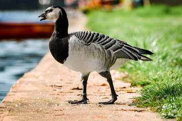 Barnacle goose (Branta leucopsis) - a large water bird with black and white plumage, walks along the shore of the lake.