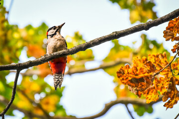 Great spotted woodpecker (Dendrocopos major) A medium-sized bird with colorful plumage, the male sits on a tree among colorful leaves in fall colors.