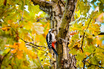 Great spotted woodpecker (Dendrocopos major) A medium-sized bird with colorful plumage, the male sits on a tree among colorful leaves in autumn colors.