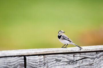 White wagtail (Motacilla alba) is a small bird, usually found by the water, sitting on a wooden pier by the lake.