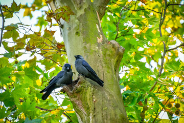 Western jackdaw (Corvus monedula) a pair of medium-sized black birds sitting in a tree by a hollow among green leaves.