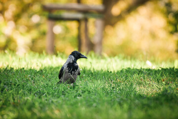 Carrion crow (Corvus corone) is a medium-sized bird with black-gray plumage and a large, sharp beak standing on the green grass of the park.