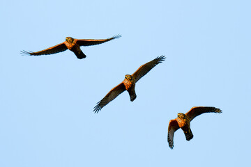 Common buzzard (Buteo buteo) A large bird of prey with brown plumage, it flies high in the blue sky, three phases of bird flight.