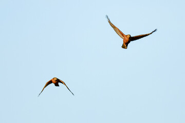 Common buzzard (Buteo buteo) A large bird of prey with brown plumage, it flies high in the blue...