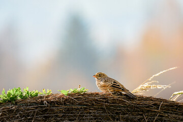 Corn bunting (Emberiza calandra) little bird sitting on the edge of a hay beam on a sunny day.