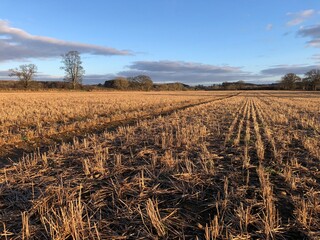 A cereal field with the remaining stubble in March, North Yorkshire, England, United Kingdom