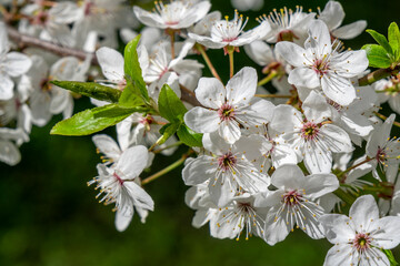 White blossom branch. Blooming cherry plum flower in suuny day. Spring time, good mood.