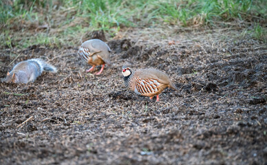 a pair of red-legged partridge (Alectoris rufa) birds and a grey squirrel (Sciurus carolinensis)...