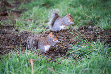 Naklejka na ściany i meble close up of a pair of a grey squirrels (Sciurus carolinensis) searching out seeds and nuts, ground feeding