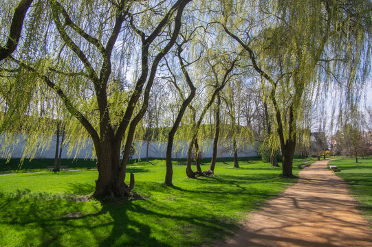 Public park in early spring, nature beginning turn to green in bright sunlight, willow trees and dirty path