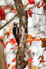 Great spotted woodpecker (Dendrocopos major) A medium-sized bird with colorful plumage, the female sits on a tree among leaves in fall colors.