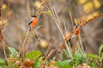 Eurasian bullfinch (Pyrrhula pyrrhula) is a small colorful bird with orange plumage, the male sits...