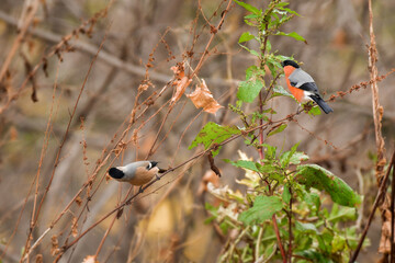 Eurasian bullfinch (Pyrrhula pyrrhula) male a small colorful bird with orange plumage and the...