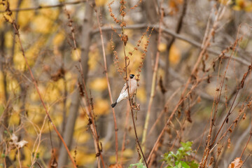 Eurasian bullfinch (Pyrrhula pyrrhula) female a small colorful bird with brown plumage sits on a...