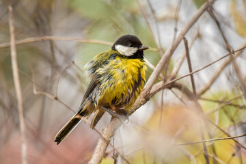 Great tit (Parus major) is a small colorful bird with yellow plumage, sitting on a tree branch and...