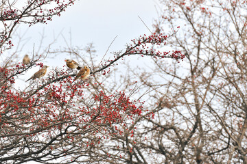Fieldfare (Turdus pilaris) colorful birds sit on tree branches, eat red hawthorn berries during the day.