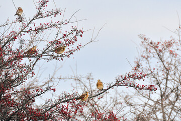 Fieldfare (Turdus pilaris) colorful birds sit on tree branches, eat red hawthorn berries during the day.