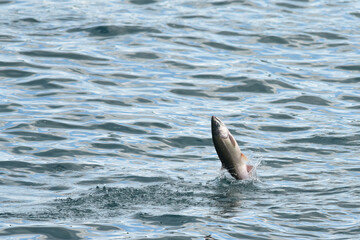 Leaping coho salmon in the waters of Resurrection Bay near Seward, Alaska.
