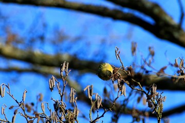 Girlitz (Serinus serinus)