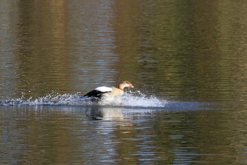 Nilgans (Alopochen aegyptiaca)