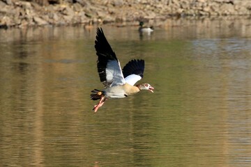 Nilgans im Flug (Alopochen aegyptiaca)