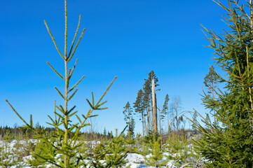 A broken tree in the forest with blue sky as background.
