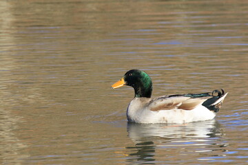 Stockente (Anas platyrhynchos)