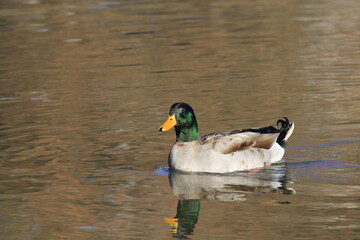 Stockente (Anas platyrhynchos)