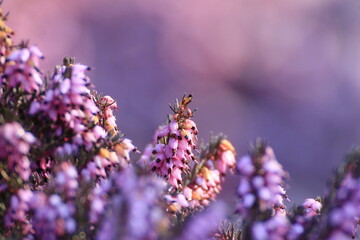 Heidekraut lila Erica