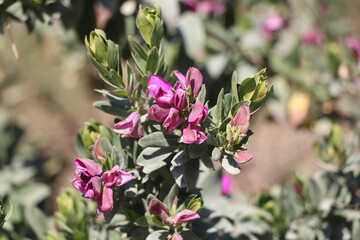 pink flowers in the garden