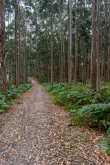 Path in the eucalyptus forest