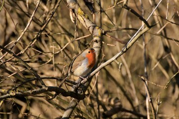 Rotkehlchen (Erithacus rubecula)