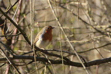 Rotkehlchen (Erithacus rubecula)