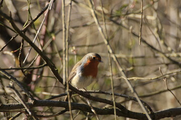 Rotkehlchen (Erithacus rubecula)