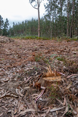 Tree cut down for paper industry, deforestation concept