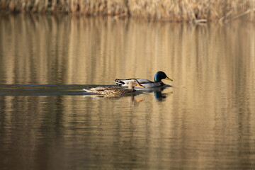 Stockente (Anas platyrhynchos)