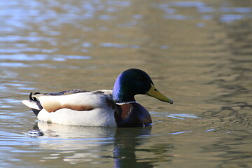 Stockente (Anas platyrhynchos)