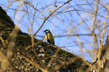 Kohlmeise (Parus major)