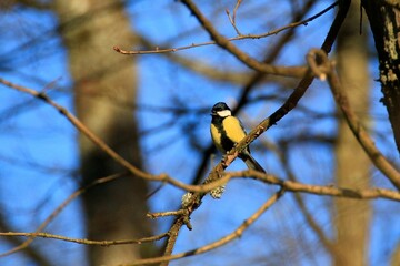 Kohlmeise (Parus major)