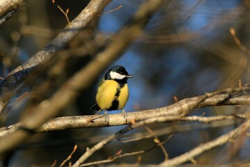 Fototapeta premium Kohlmeise (Parus major)