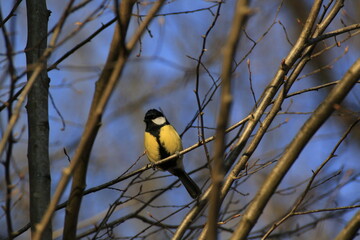 Kohlmeise (Parus major)