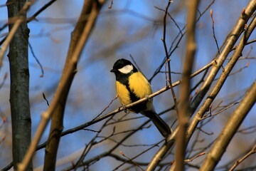 Kohlmeise (Parus major)
