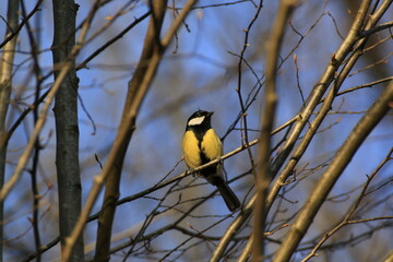 Kohlmeise (Parus major)