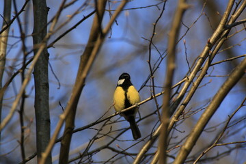 Kohlmeise (Parus major)