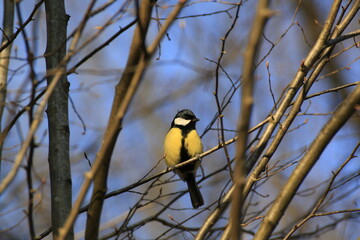 Naklejka premium Kohlmeise (Parus major)