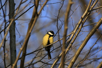 Kohlmeise (Parus major)