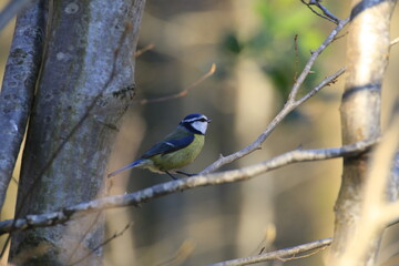 Blaumeise (Cyanistes caeruleus)