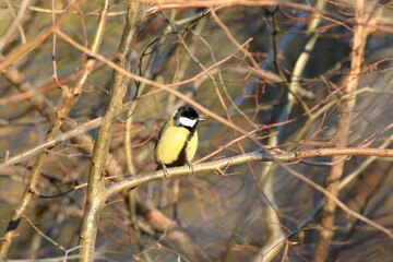 Kohlmeise (Parus major)